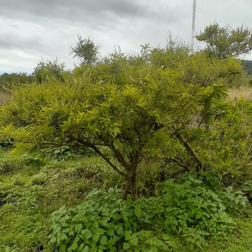 VARADUZ/PALO DULCE