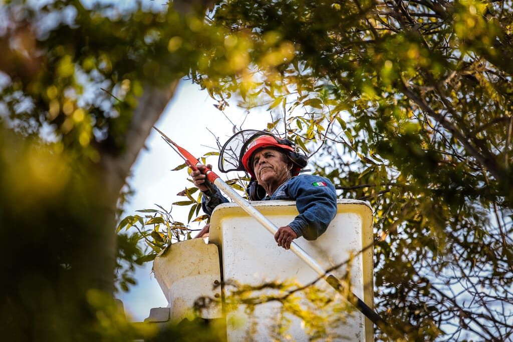 Presenta AMBU programa de manejo forestal ‘Bosques sin muérdago’