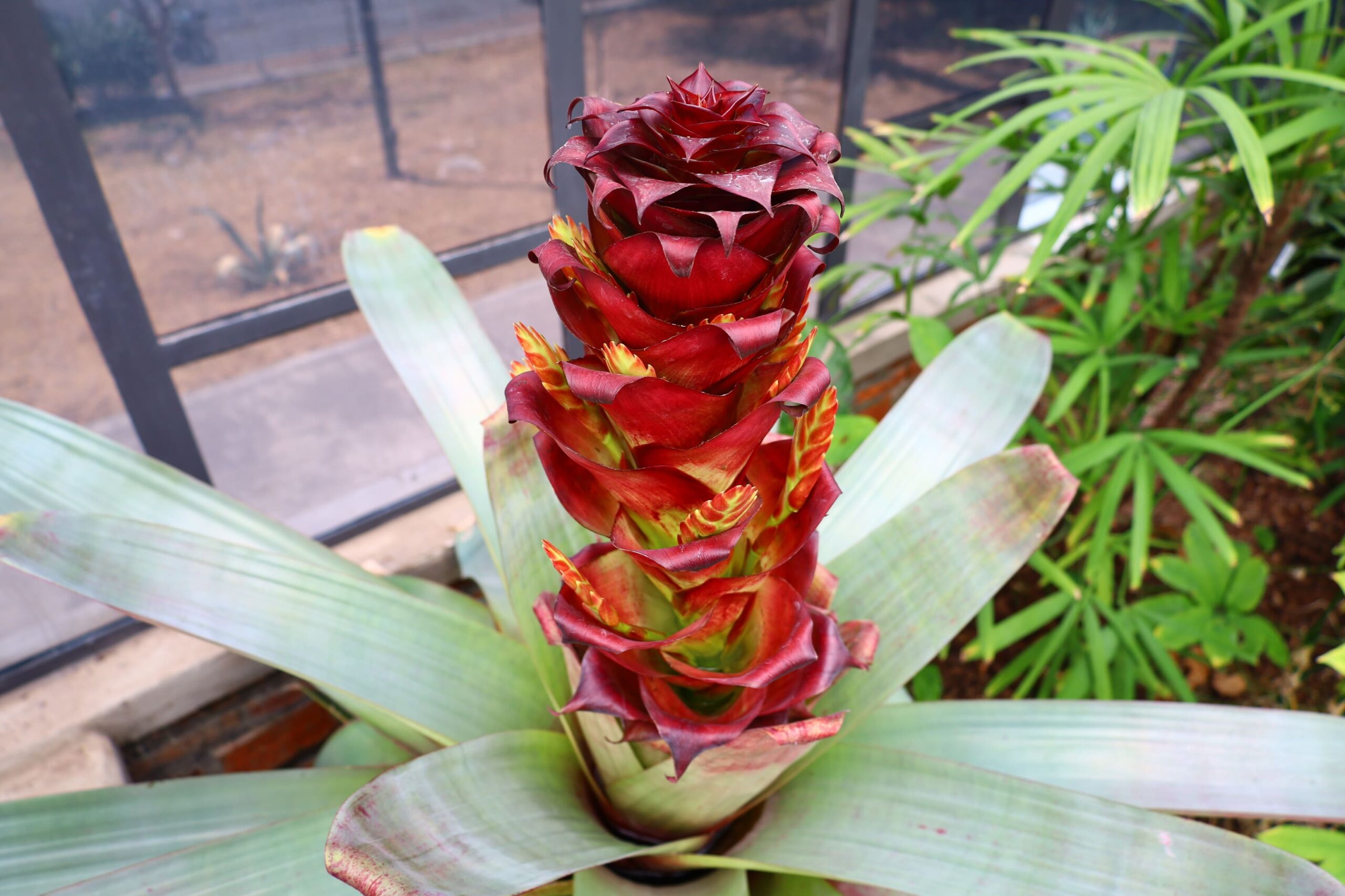 Invita AMBU a conocer la floración de la bromelia gigante en la Colección Botánica del Parque Alcalde