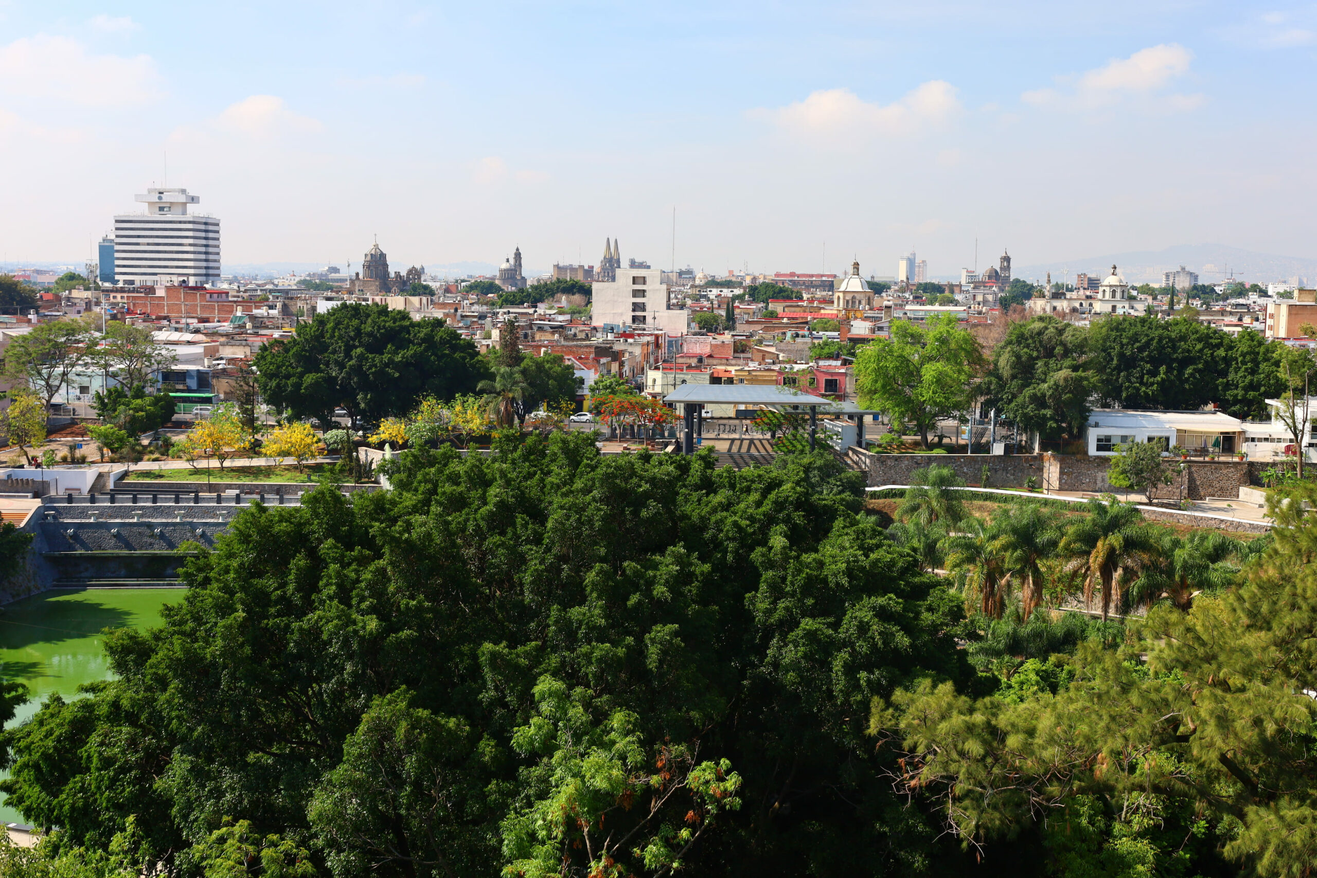 Culmina AMBU limpieza de muérdago en el Parque Alcalde