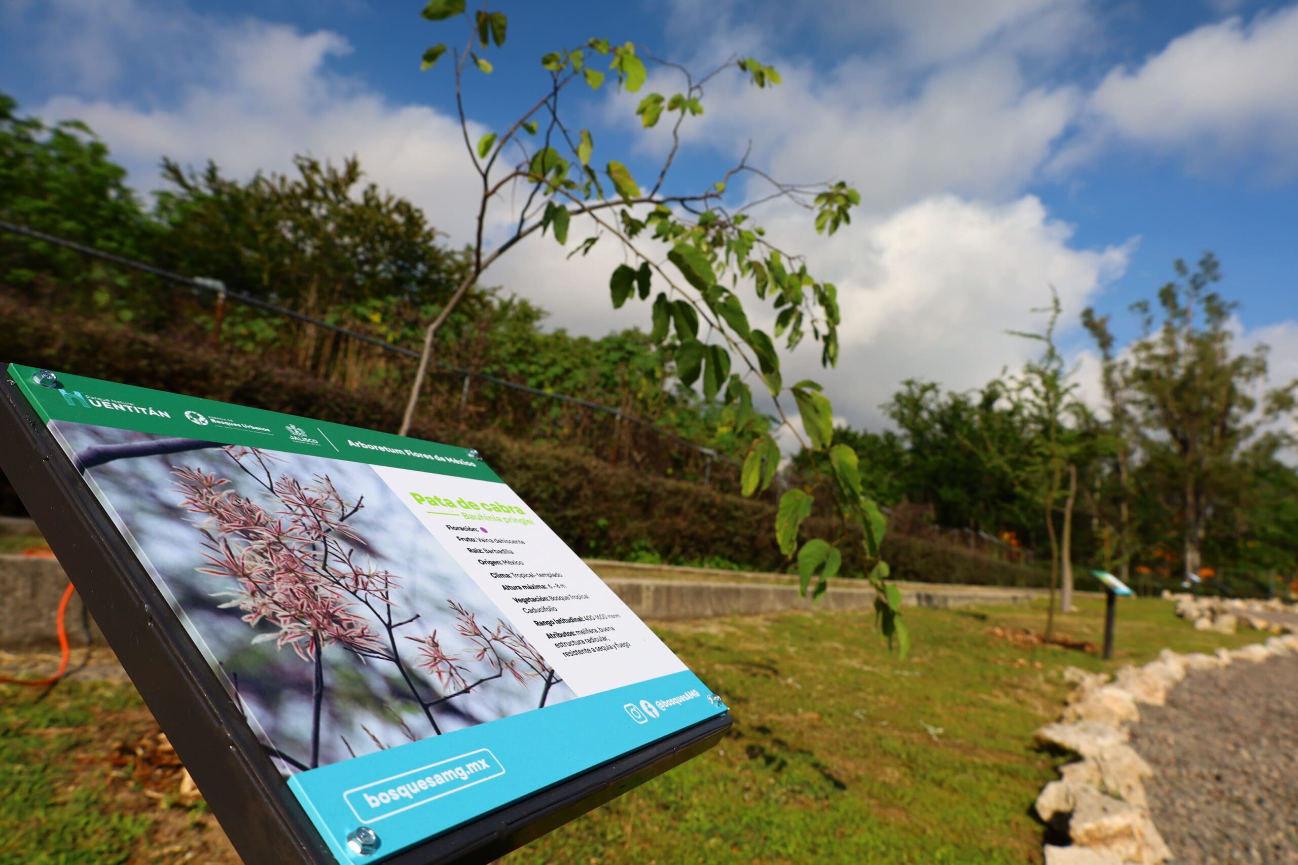 Inaugura Agencia Metropolitana de Bosques Urbanos (AMBU) Arboretum Flores de México, en el Parque Natural Huentitán