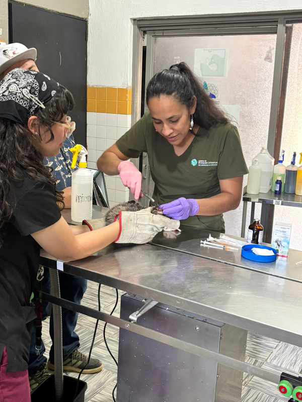 Registra AMBU 196 acciones de rescate de fauna durante segundo trimestre de 2026